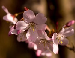 Prunus Serrulata, Amanogawa, Flowering Cherry Tree
Shutterstock.com
New York, NY