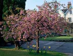 Prunus Serrulata, Cheal’s Weeping Cherry, Kiku-Shidare-Zakura, Flowering Cherry Tree
Alamy Stock Photo
Brooklyn, NY