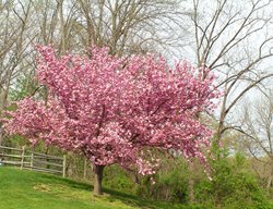 Prunus Serrulata, Kwanzan, Kanzan, Flowering Cherry Tree
Shutterstock.com
New York, NY