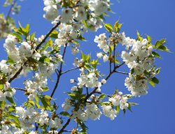 Prunus Serrulata, Mt. Fuji, Shirotae, Cherry Tree
Alamy Stock Photo
Brooklyn, NY