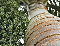 Pseudophoenix
Garden Design
Calimesa, CA