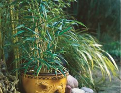 Pseudosasa Japonica
Garden Design
Calimesa, CA