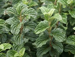 Pucker Up Dogwood, Cornus Stolonifera, Redtwig Dogwood
Proven Winners
Sycamore, IL
