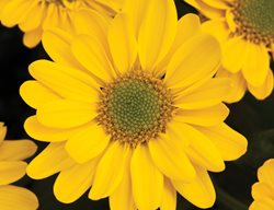 Pueblo Yellow Mum, Yellow Flower, Chrysanthemum
Proven Winners
Sycamore, IL