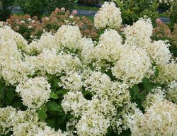 Puffer Fish Hydrangea, Hydrangea Paniculata
Proven Winners
Sycamore, IL