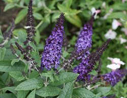 Pugster Blue Buddleia, Butterfly Bush
Proven Winners
Sycamore, IL