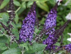 Pugster Blue Butterfly Bush, Buddleia
Proven Winners
Sycamore, IL