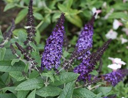 Pugster, Butterfly Bush, Deer Resistant Plant
Proven Winners
Sycamore, IL