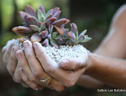 Pumice, Succulent
Debra Lee Baldwin
San Diego, CA