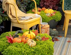 Pumpkin Planter, Sedum Planter
Proven Winners
Sycamore, IL