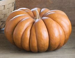 Pumpkins
Garden Design
Calimesa, CA