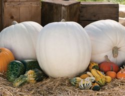 Pumpkins
Garden Design
Calimesa, CA
