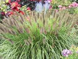 Puppy Love Fountain Grass, Pennisetum Alopecuroides
Millette Photomedia
