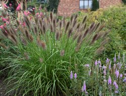 Puppy Love Fountain Grass, Pennisetum Alopecuroides
Proven Winners
Sycamore, IL