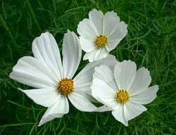 Purity Cosmos, White Cosmos Flowers
Shutterstock.com
New York, NY