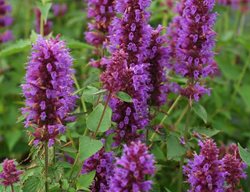 Purple Agastache, Agastache ‘blue Boa’
Plant Paradise Country Gardens
Caledon, ON