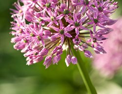 Purple Allium Flower, Ornamental Onion Flower
Garden Design
Calimesa, CA