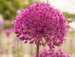Purple Allium, Flowering Onion
Creative Commons

