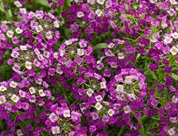 Purple Alyssum, Dark Knight
Proven Winners
Sycamore, IL