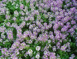 Purple Alyssum, Royal Carpet
All-America Selections
Downers Grove, IL