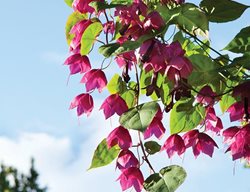 Purple Bell Vine
Garden Design
Calimesa, CA