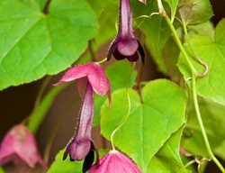 Purple Bell Vine, Rhodochiton Atrosanguineus
Garden Design
Calimesa, CA