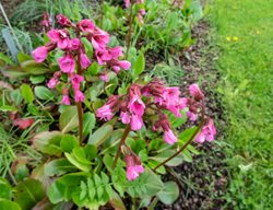 Purple Bergenia, Bergenia Purpurascens
Shutterstock.com
New York, NY