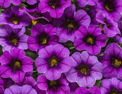 Purple Calibrachoa, Superbells, Grape Punch
Proven Winners
Sycamore, IL