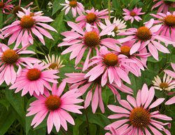Purple Coneflower, Echinacea Purpurea
Garden Design
Calimesa, CA