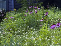  Purple Coneflower, Mountainmint
Larry Weaner Landscape Associates
Glenside, PA