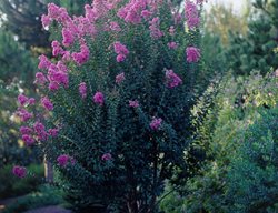 Purple Crepe Myrtle, Purple Blooms
Garden Design
Calimesa, CA