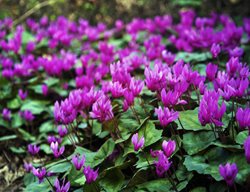 Purple Cyclamen, Cyclamen Growing In The Wild
Shutterstock.com
New York, NY