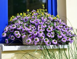 Purple Fan Flower In Window Box
Proven Winners
Sycamore, IL