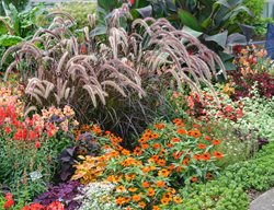 Purple Fountain Grass, Flowers, Border
Alamy Stock Photo
Brooklyn, NY