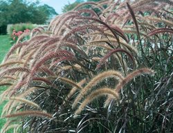 Purple Fountain Grass, Pennisetum Setaceum 'rubrum', Ornamental Grass
Proven Winners
Sycamore, IL