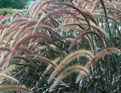 Purple Fountain Grass, Pennisetum Setaceum Rubrum, Ornamental Grass
Proven Winners
Sycamore, IL