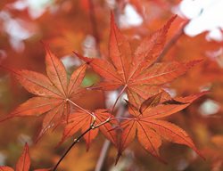 ‘purple Ghost’
Garden Design
Calimesa, CA