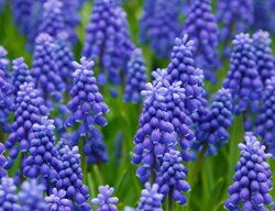 Purple, Grape Hyacinth, Muscari
Pixabay
