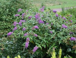 Purple Haze Buddleia, Butterfly Bush, Butterfly Plant
Proven Winners
Sycamore, IL