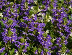 Purple Haze Scaevola, Fan Flower, Purple Flower
Millette Photomedia
