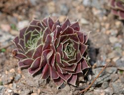 Purple Haze Sempervivum, Job's Beard, Sempervivum Heuffelii
Millette Photomedia
