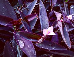 Purple Heart Plant, Setcreasea Pallida, Purple Foliage
Shutterstock.com
New York, NY