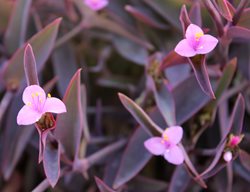 Purple Heart Tradescantia, Tradescantia Pallida
Shutterstock.com
New York, NY