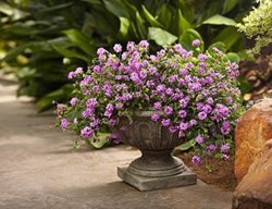 Purple Lantana In Container, Grape Lantana
Proven Winners
Sycamore, IL