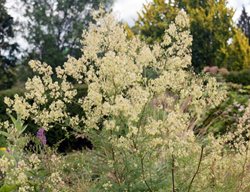 Purple Meadow Rue, Thalictrum Dasycarpum
Shutterstock.com
New York, NY