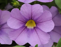 Purple Million Bells, Cabaret Lavender Calibrachoa
Ball Horticultural Company
Chicago, IL