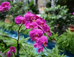 Purple Orchid, Orchid Show
United Sates Botanic
Washington D.C., DC