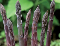 Purple Passion Asparagus
Garden Design
Calimesa, CA