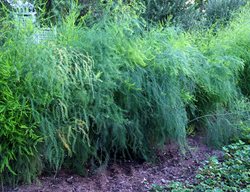 Purple Passion
Garden Design
Calimesa, CA