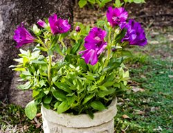 Purple Peruvian Lily, Alstroemeria
Shutterstock.com
New York, NY